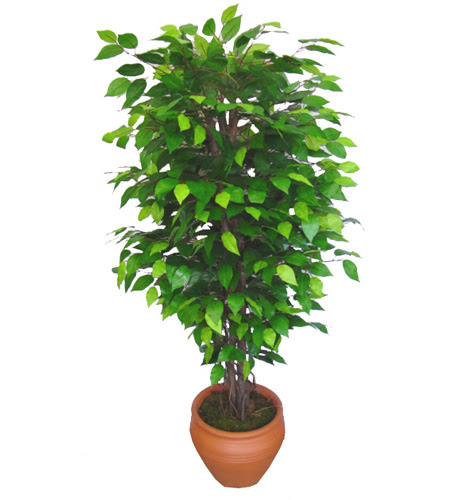 Ficus Benjamin 1,50 cm   Elaz ieki maazas 
