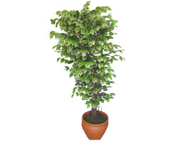 Ficus zel Starlight 1,75 cm   Elaz iek sat 