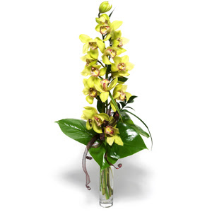  Elaz 14 ubat sevgililer gn iek  cam vazo ierisinde tek dal canli orkide