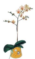  Elaz ieki telefonlar  Phalaenopsis Orkide ithal kalite