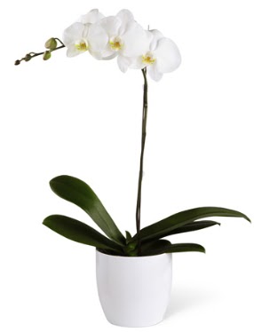 1 dall beyaz orkide  Elaz hediye iek yolla 