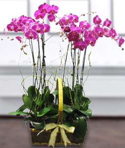 4 dall mor orkide  Elaz online iek gnderme sipari 