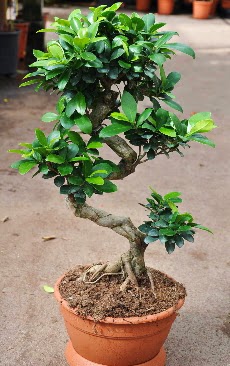 Orta boy bonsai saks bitkisi  Elaz iek yolla 