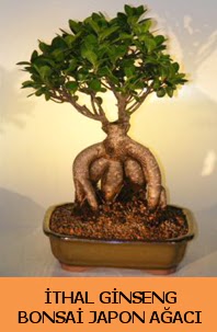 thal japon aac ginseng bonsai sat  Elaz 14 ubat sevgililer gn iek 
