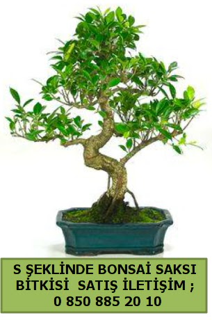 thal S eklinde dal erilii bonsai sat  Elaz iek online iek siparii 