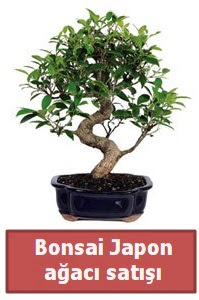 Japon aac bonsai sat  Elaz iek yolla , iek gnder , ieki  