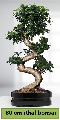 80 cm özel saksıda bonsai bitkisi  Elazığ çiçek servisi , çiçekçi adresleri 