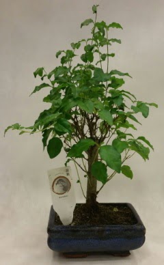 Minyatr bonsai japon aac sat  Elaz iek servisi , ieki adresleri 