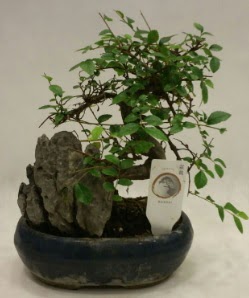 thal 1.ci kalite bonsai japon aac  Elaz iek maazas , ieki adresleri 