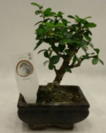 Kk minyatr bonsai japon aac  Elaz iek online iek siparii 