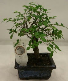 Minyatr ithal japon aac bonsai bitkisi  Elaz iek maazas , ieki adresleri 
