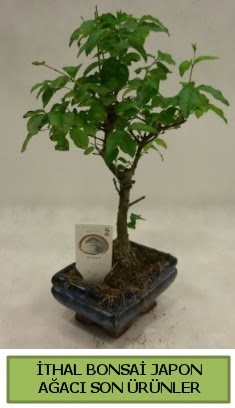 thal bonsai japon aac bitkisi  Elaz iek siparii sitesi 