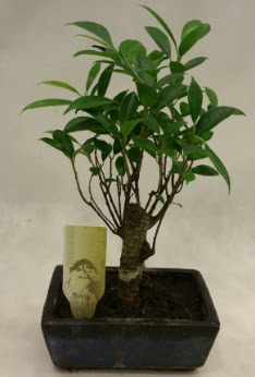 Japon aac bonsai bitkisi sat  Elaz iek servisi , ieki adresleri 