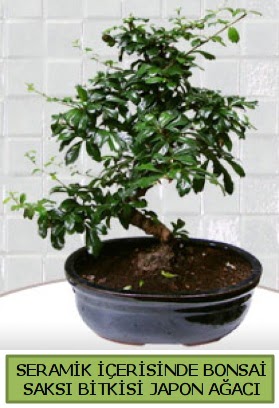 Seramik vazoda bonsai japon aac bitkisi  Elaz iek yolla , iek gnder , ieki  