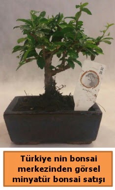 Japon aac bonsai sat ithal grsel  Elaz hediye sevgilime hediye iek 