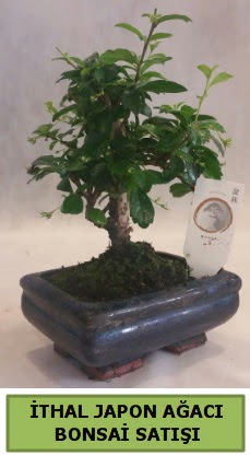 thal japon aac bonsai bitkisi sat  Elaz iek servisi , ieki adresleri 