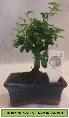 Minyatr bonsai aac sat  Elaz iek online iek siparii 