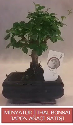 Kk grsel bonsai japon aac bitkisi  Elaz kaliteli taze ve ucuz iekler 
