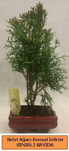 Selvi aac bonsai japon aac bitkisi  Elaz iek maazas , ieki adresleri 