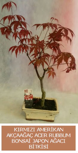 Amerikan akaaa Acer Rubrum bonsai  Elaz ucuz iek gnder 