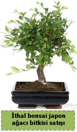 thal bonsai saks iei Japon aac sat  Elaz 14 ubat sevgililer gn iek 