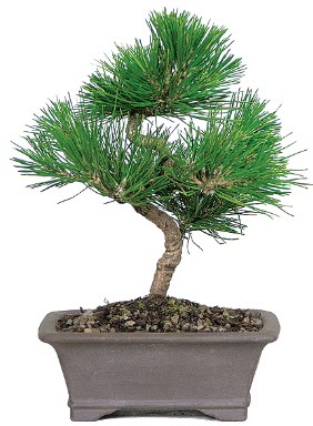 am aac bonsai japon aac bitkisi  Elaz iek online iek siparii 