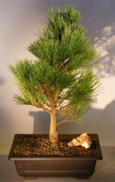 am aac japon aac bitkisi bonsai  Elaz iek servisi , ieki adresleri 