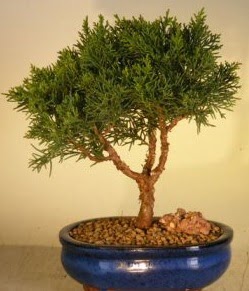 Servi am bonsai japon aac bitkisi  Elaz hediye sevgilime hediye iek 