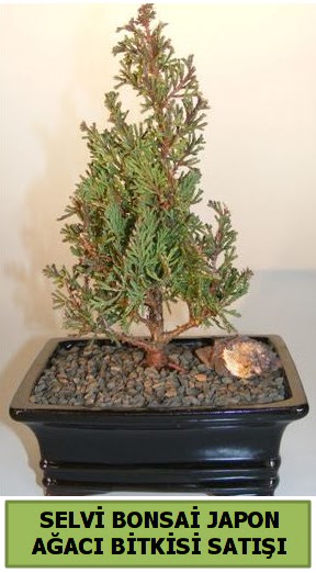 Selvi am japon aac bitkisi bonsai  Elaz iek servisi , ieki adresleri 