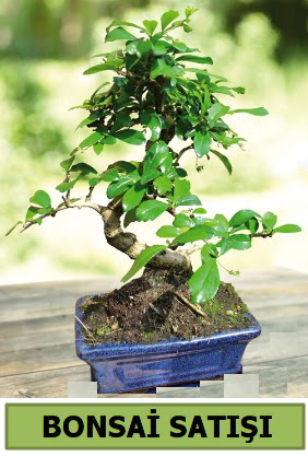 am bonsai japon aac sat  Elaz iek maazas , ieki adresleri 