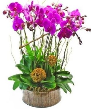 Ahap ktkte lila mor orkide 8 li  Elaz nternetten iek siparii 