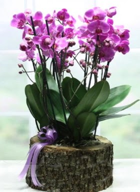 Ktk ierisinde 6 dall mor orkide  Elaz gvenli kaliteli hzl iek 