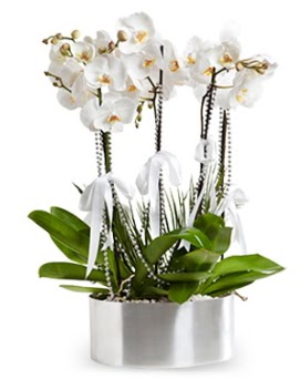 Be dall metal saksda beyaz orkide  Elaz hediye sevgilime hediye iek 