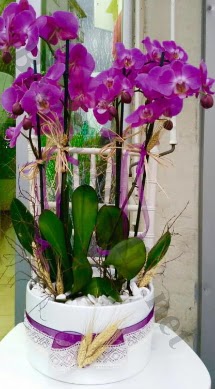 Seramik vazoda 4 dall mor lila orkide  Elaz ieki telefonlar 
