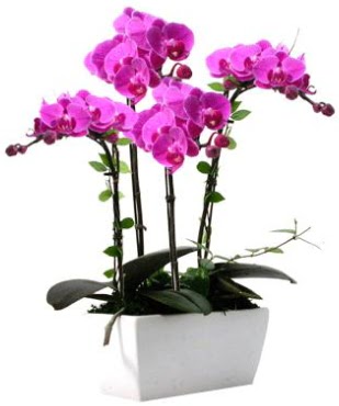 Seramik vazo ierisinde 4 dall mor orkide  Elaz iek maazas , ieki adresleri 