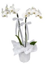 2 dall beyaz orkide  Elaz online iek gnderme sipari 