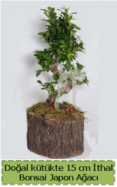 Doal ktkte thal bonsai japon aac  Elaz iek online iek siparii 