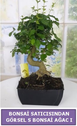 S dal erilii bonsai japon aac  Elaz iek maazas , ieki adresleri 