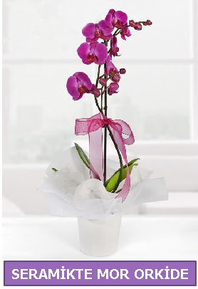 Seramik içerisinde birinci kalite tek dallı mor orkide  Elazığ 14 şubat sevgililer günü çiçek 