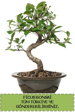 Ficus bonsai  Elaz anneler gn iek yolla 