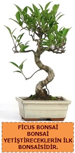 Ficus bonsai 15 ile 25 cm arasndadr  Elaz hediye sevgilime hediye iek 