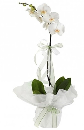 Tekli Beyaz Orkide  Elaz yurtii ve yurtd iek siparii 