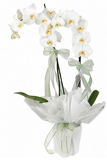 ift Dall Beyaz Orkide  Elaz ieki maazas 