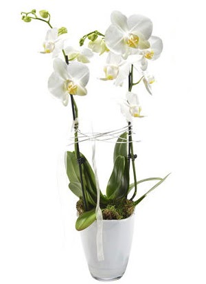2 dall beyaz seramik beyaz orkide sakss  Elaz anneler gn iek yolla 