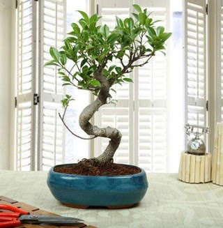 Amazing Bonsai Ficus S thal  Elaz iek yolla 
