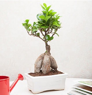Exotic Ficus Bonsai ginseng  Elaz iekiler 