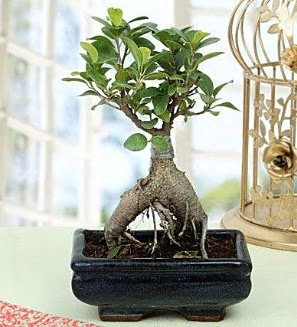 Appealing Ficus Ginseng Bonsai  Elaz ieki maazas 