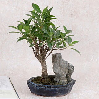 Japon aac Evergreen Ficus Bonsai  Elaz anneler gn iek yolla 