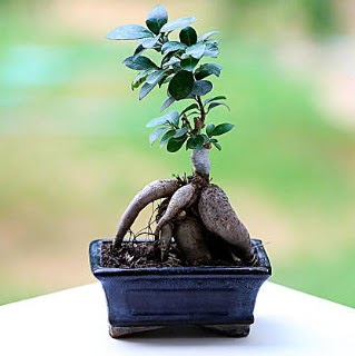 Marvellous Ficus Microcarpa ginseng bonsai  Elaz iek gnderme 