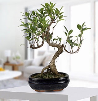 Gorgeous Ficus S shaped japon bonsai  Elaz cicek , cicekci 